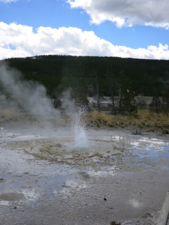 veteran geyser, Yellowstone N.P.